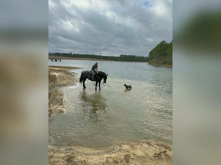 Draft Horse Mix Mare 4 years Roan-Blue in Adrian