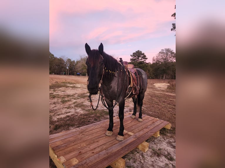 Draft Horse Mix Mare 4 years Roan-Blue in Adrian