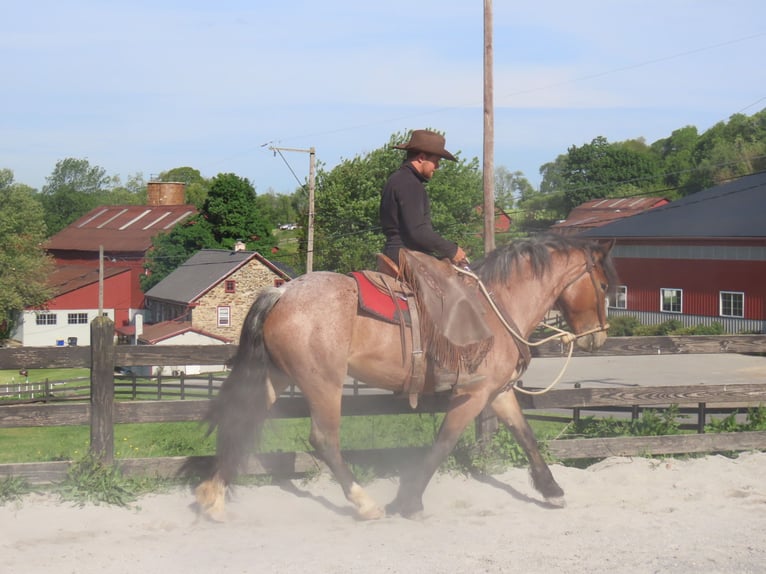Draft Horse Mix Mare 4 years Roan-Red in Honey Brook