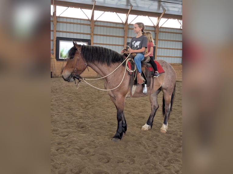 Draft Horse Mix Mare 4 years Roan-Red in Honey Brook