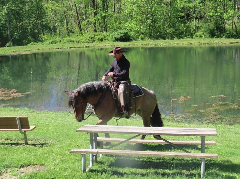 Draft Horse Mix Mare 4 years Roan-Red in Honey Brook
