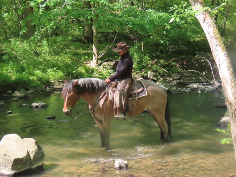 Draft Horse Mix Mare 4 years Roan-Red in Honey Brook