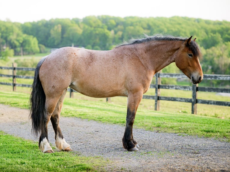 Draft Horse Mix Mare 4 years Roan-Red in Honey Brook
