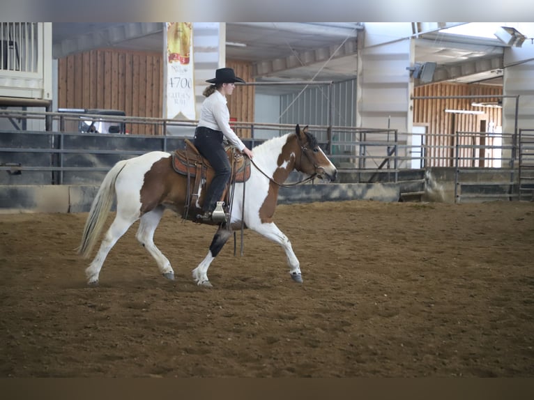 Draft Horse Mix Mare 5 years 14.1 hh Pinto in Nunn