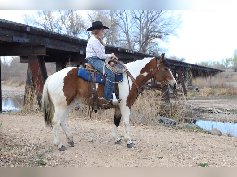 Draft Horse Mix Mare 5 years 14.1 hh Pinto in Nunn
