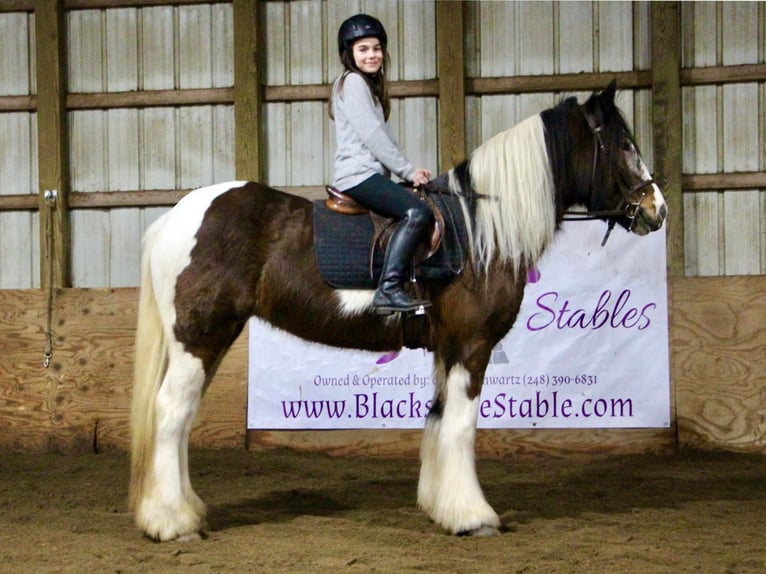 Draft Horse Mare 5 years 14 hh Tobiano-all-colors in Highland MI