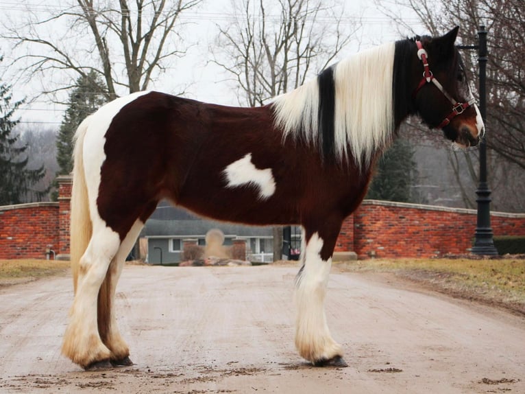 Draft Horse Mare 5 years 14 hh Tobiano-all-colors in Highland MI