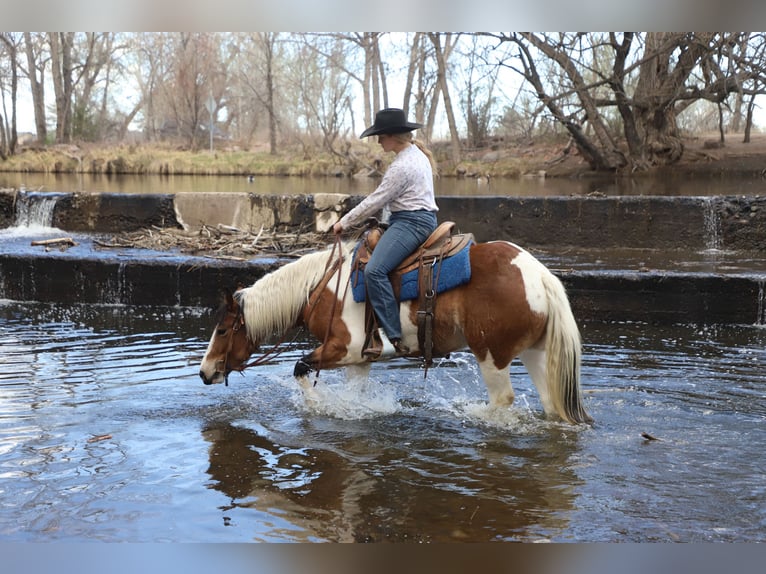 Draft Horse Mix Mare 5 years 14,1 hh Pinto in Nunn