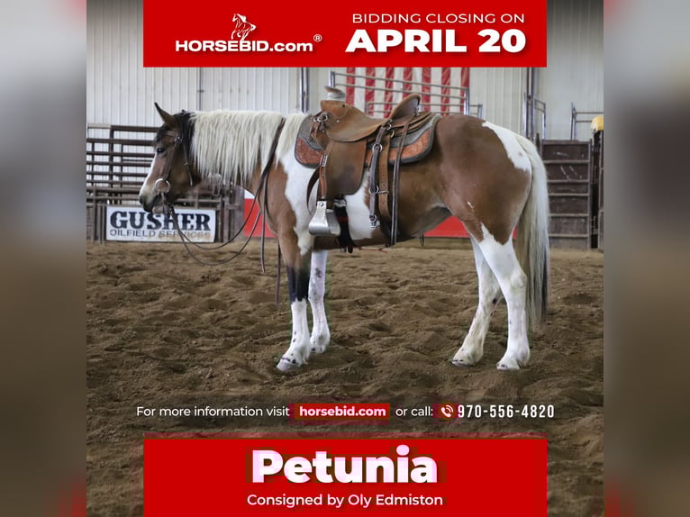 Draft Horse Mix Mare 5 years 14,1 hh Pinto in Nunn