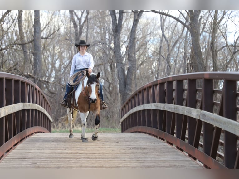 Draft Horse Mix Mare 5 years 14,1 hh Pinto in Nunn