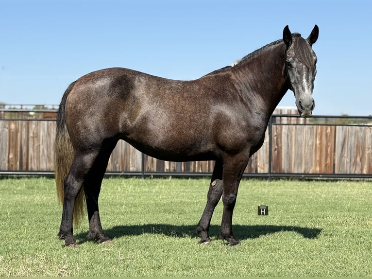 Draft Horse Mare 5 years 14,3 hh Grey in Jacksboro