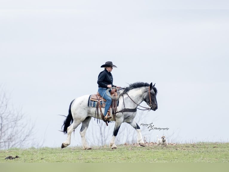 Draft Horse Mix Mare 5 years 15,1 hh in Hastings, MN