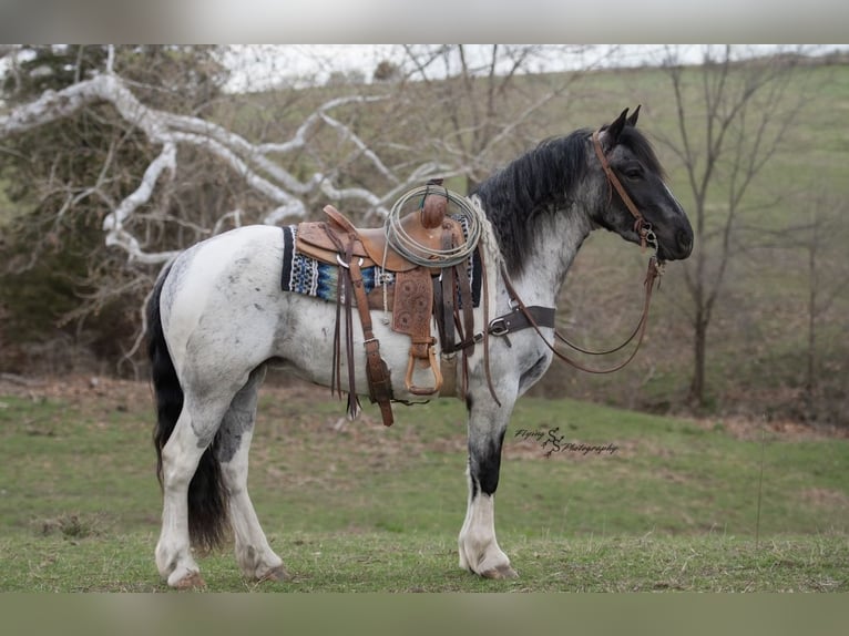 Draft Horse Mix Mare 5 years 15,1 hh in Hastings, MN