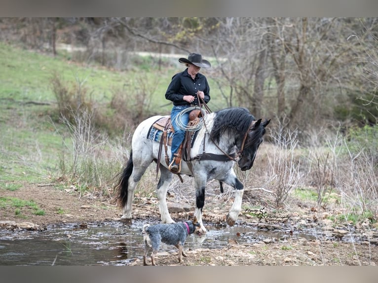 Draft Horse Mix Mare 5 years 15,1 hh in Hastings, MN