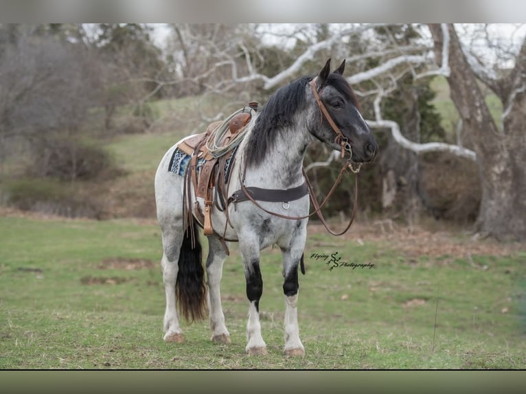 Draft Horse Mix Mare 5 years 15,1 hh in Hastings, MN