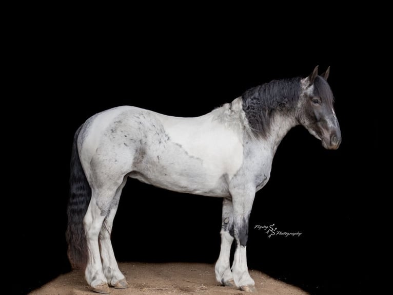 Draft Horse Mix Mare 5 years 15,1 hh in Hastings, MN
