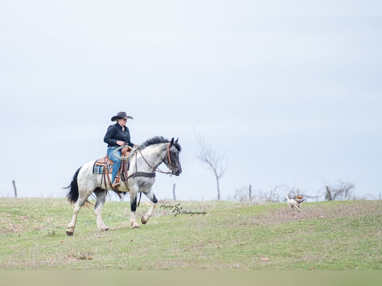 Draft Horse Mix Mare 5 years 15,1 hh in Hastings, MN
