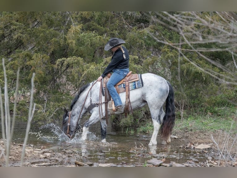 Draft Horse Mix Mare 5 years 15,1 hh in Hastings, MN