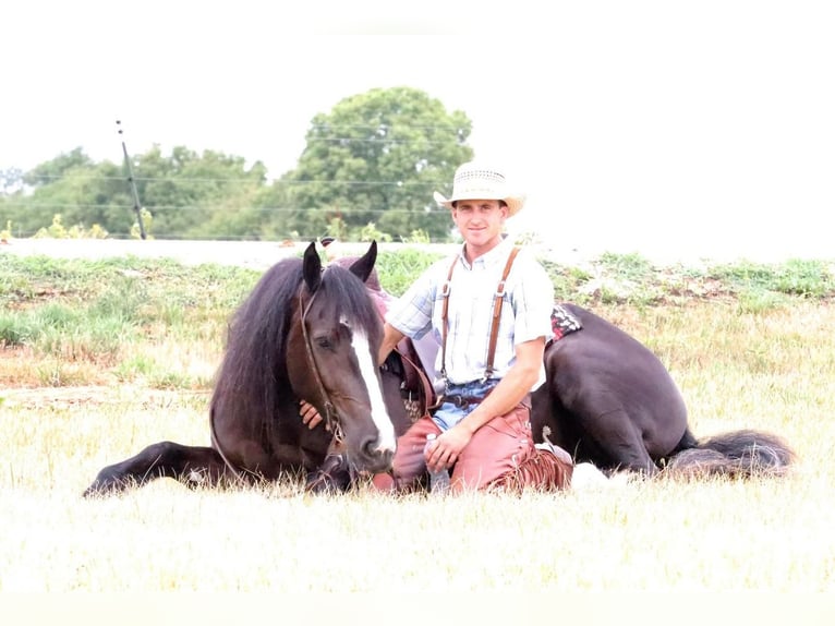 Draft Horse Mare 5 years 15 hh Black in Vernon, MO