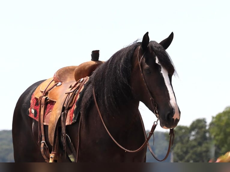 Draft Horse Mare 5 years 15 hh Black in Vernon, MO
