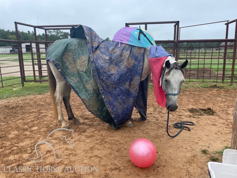 Draft Horse Mare 5 years 15 hh Grey in New Summerfield, TX