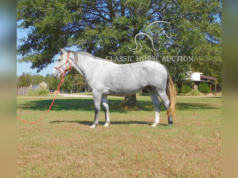Draft Horse Mare 5 years 15 hh Grey in New Summerfield, TX