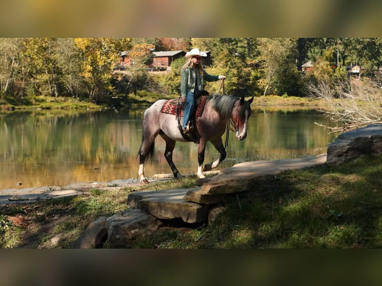 Draft Horse Mix Mare 5 years 15 hh Roan-Bay in Quitman