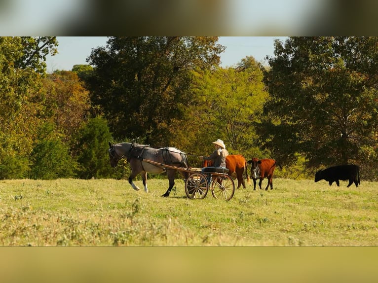 Draft Horse Mix Mare 5 years 15 hh Roan-Bay in Quitman