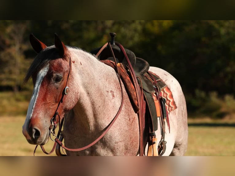 Draft Horse Mix Mare 5 years 15 hh Roan-Bay in Quitman