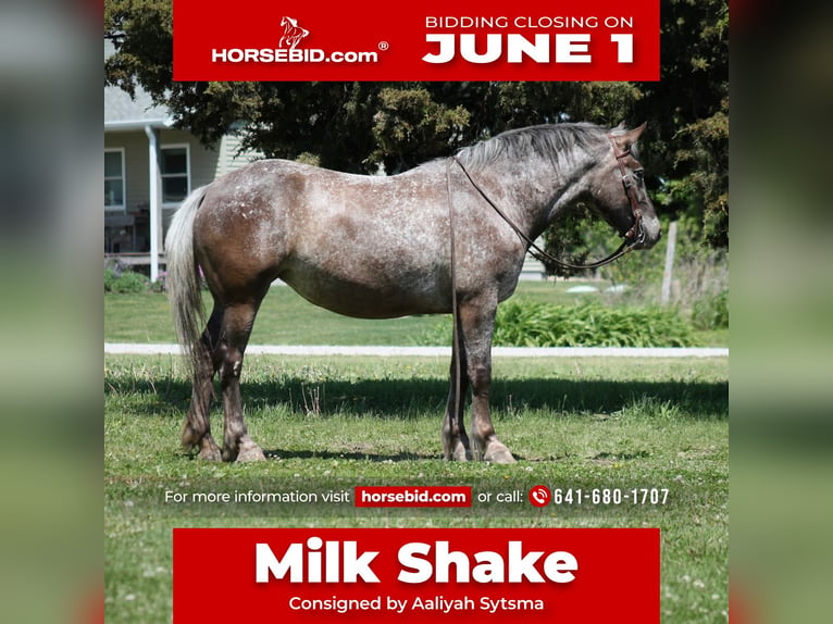 Draft Horse Mix Mare 5 years 15 hh  in Plano