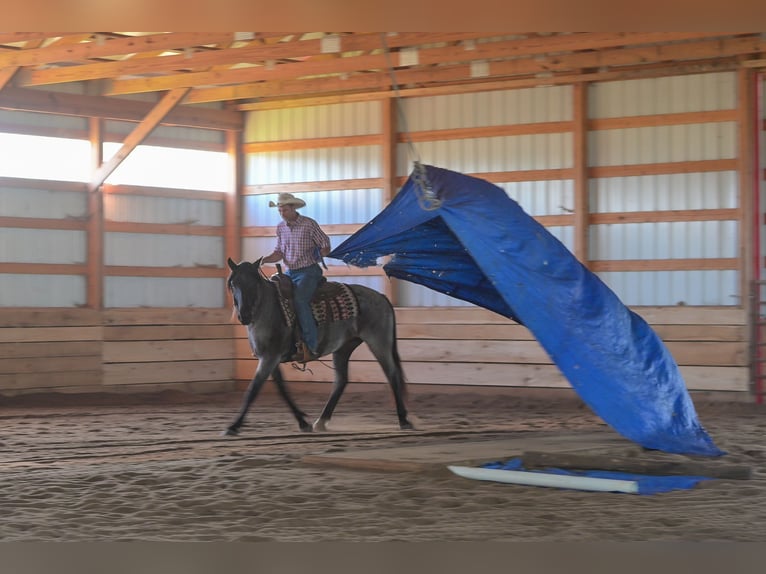 Draft Horse Mix Mare 5 years 15,1 hh Roan-Blue in Harwood, MO