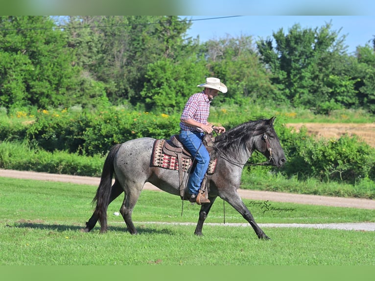 Draft Horse Mix Mare 5 years 15,1 hh Roan-Blue in Harwood, MO