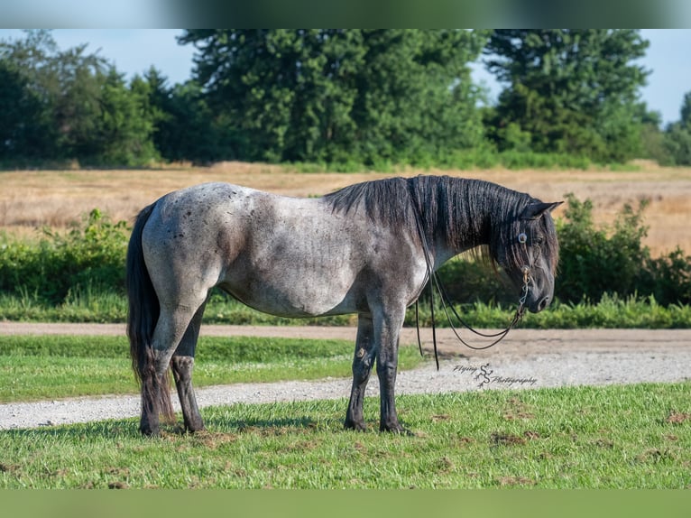 Draft Horse Mix Mare 5 years 15,1 hh Roan-Blue in Harwood, MO