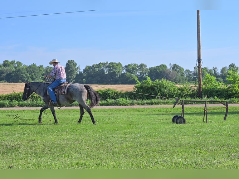 Draft Horse Mix Mare 5 years 15,1 hh Roan-Blue in Harwood, MO
