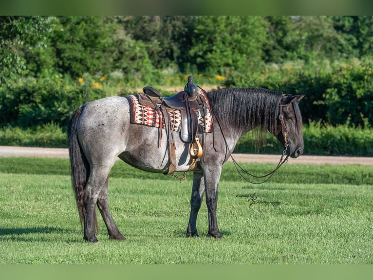 Draft Horse Mix Mare 5 years 15,1 hh Roan-Blue in Harwood, MO