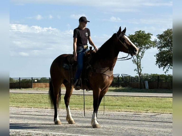 Draft Horse Mare 5 years 15,2 hh Bay in Jacksboro, TX