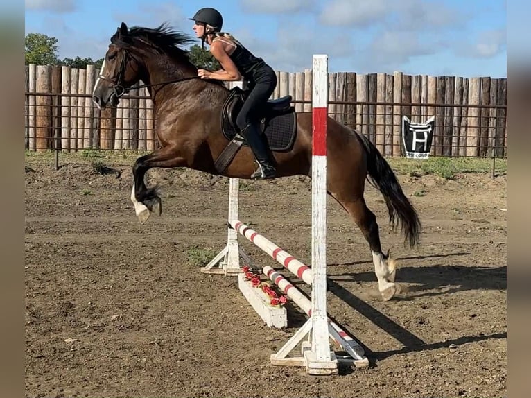 Draft Horse Mare 5 years 15,2 hh Bay in Jacksboro, TX