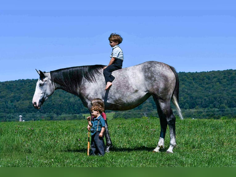 Draft Horse Mix Mare 5 years 15,3 hh Grey in Rebersburg