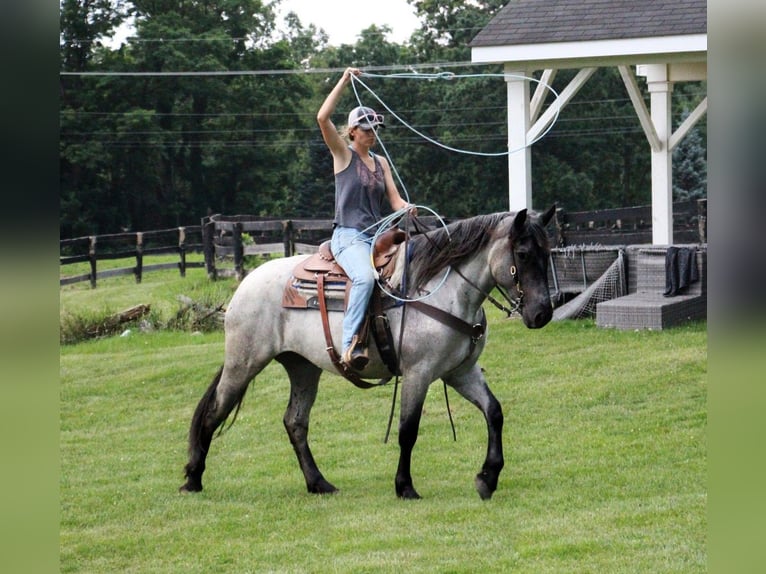 Draft Horse Mare 5 years 16,2 hh Roan-Blue in Highland MI