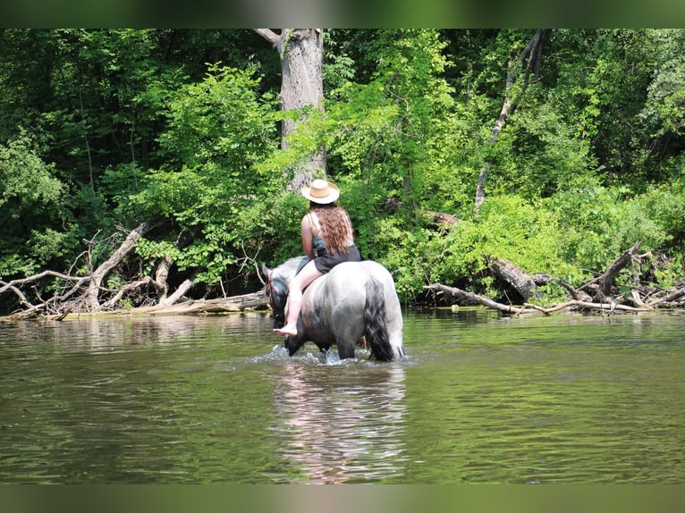 Draft Horse Mare 5 years 16,2 hh Roan-Blue in Highland MI