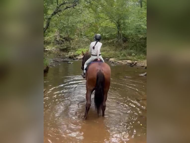 Draft Horse Mare 5 years 16 hh Chestnut in Jeffersonton