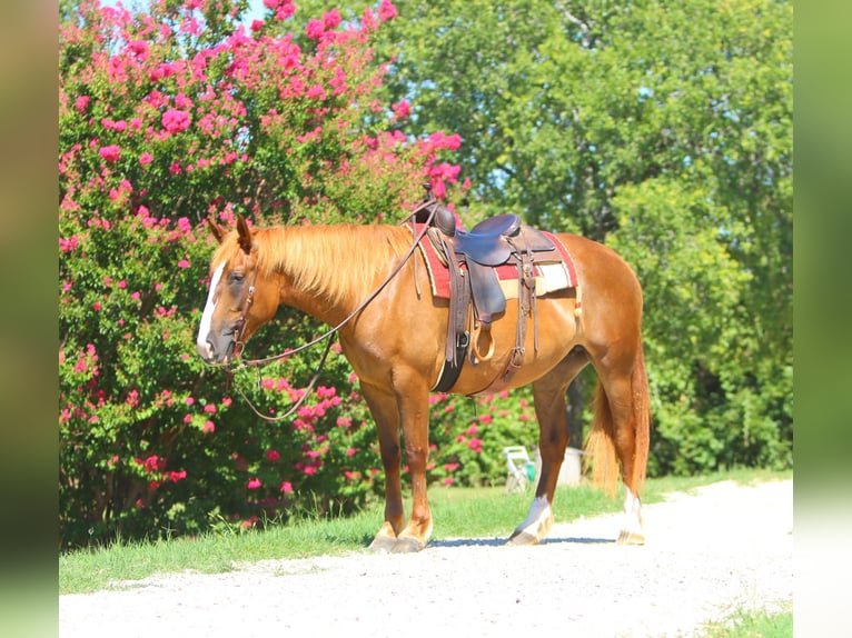 Draft Horse Mix Mare 5 years 16 hh Sorrel in Weatherford, TX