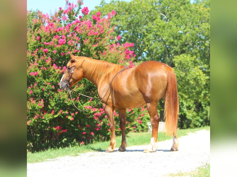 Draft Horse Mix Mare 5 years 16 hh Sorrel in Weatherford, TX