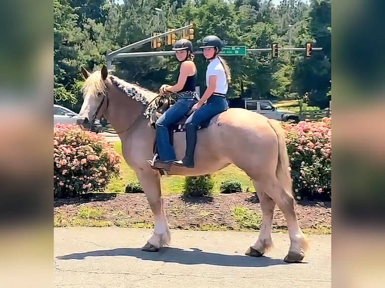 Draft Horse Mare 5 years 17 hh Roan-Red in Jeffersonton