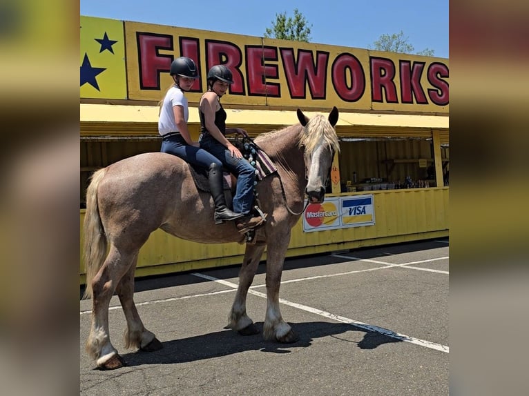 Draft Horse Mare 5 years 17 hh Roan-Red in Jeffersonton