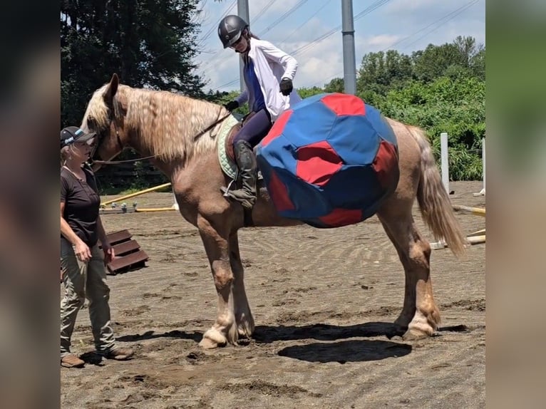Draft Horse Mare 5 years 17 hh Roan-Red in Jeffersonton