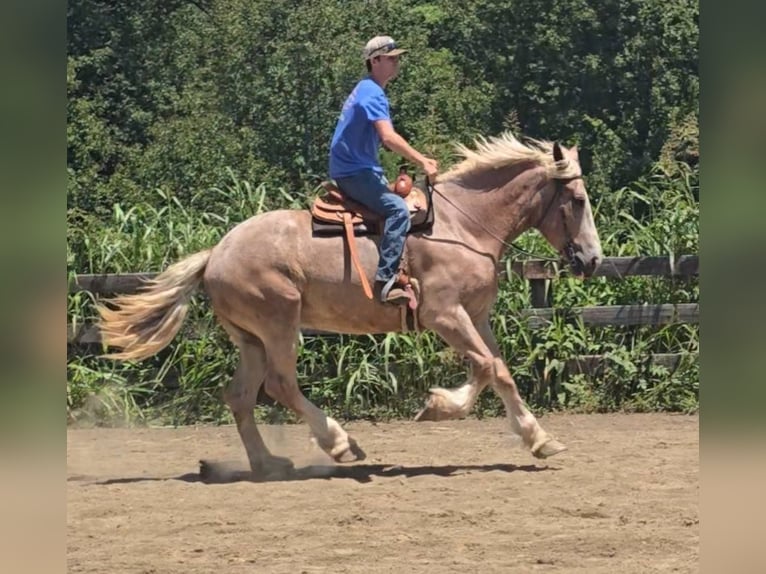 Draft Horse Mare 5 years 17 hh Roan-Red in Jeffersonton