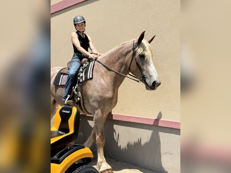 Draft Horse Mare 5 years 17 hh Roan-Red in Jeffersonton