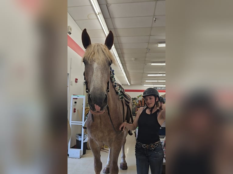 Draft Horse Mare 5 years 17 hh Roan-Red in Jeffersonton