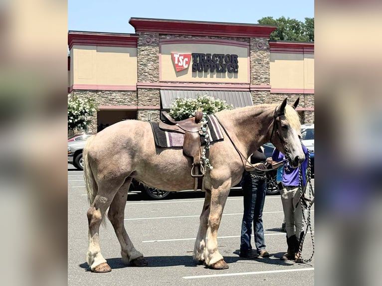 Draft Horse Mare 5 years 17 hh Roan-Red in Jeffersonton